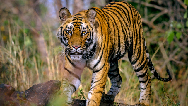 India — Nature’s Wonderland